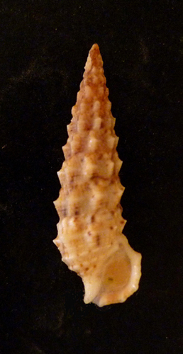 Cerithium lividulum e repandanum